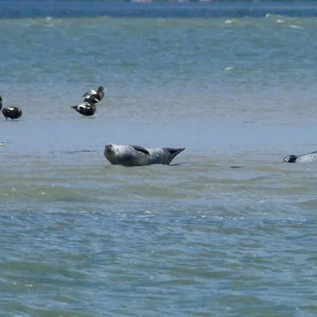 Ferienhaus-seenelke Dom wakacyjny Neßmersiel